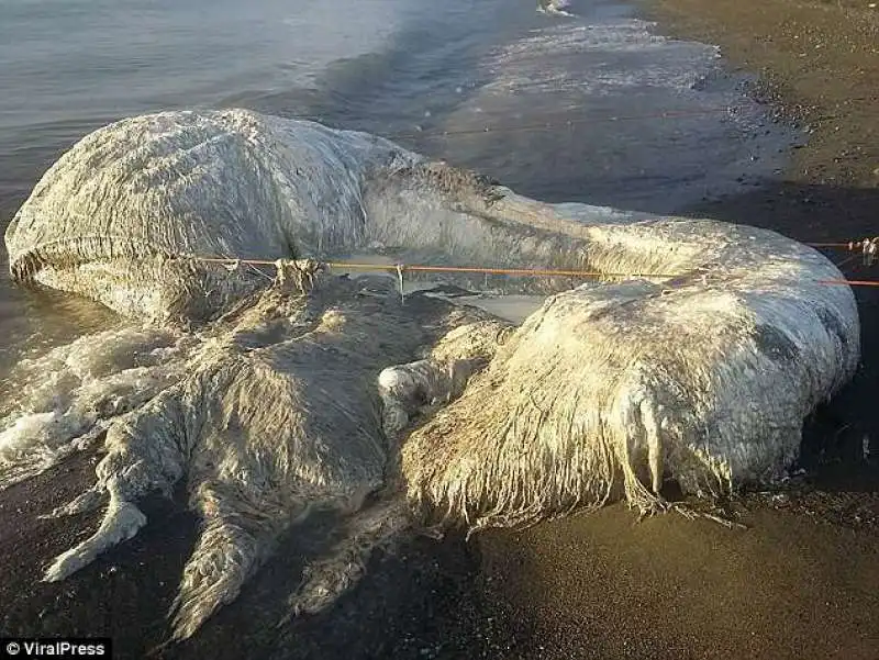 FILIPPINE - LA STRANA CREATURA RITROVATA SULLA SPIAGGIA