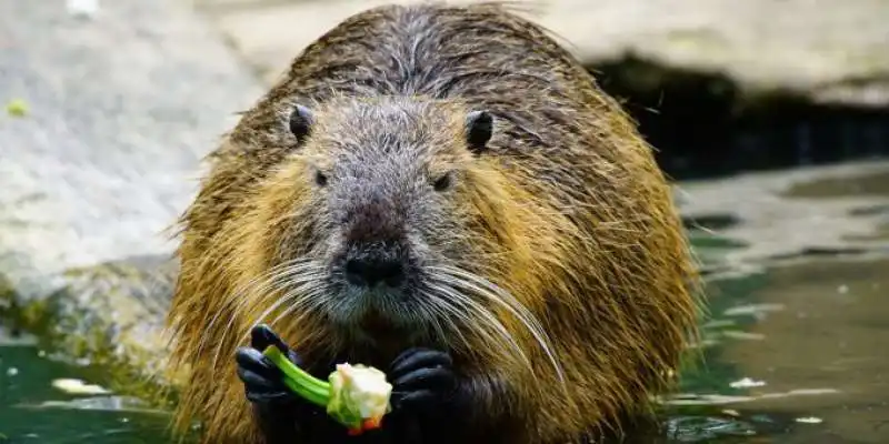 nutria 1