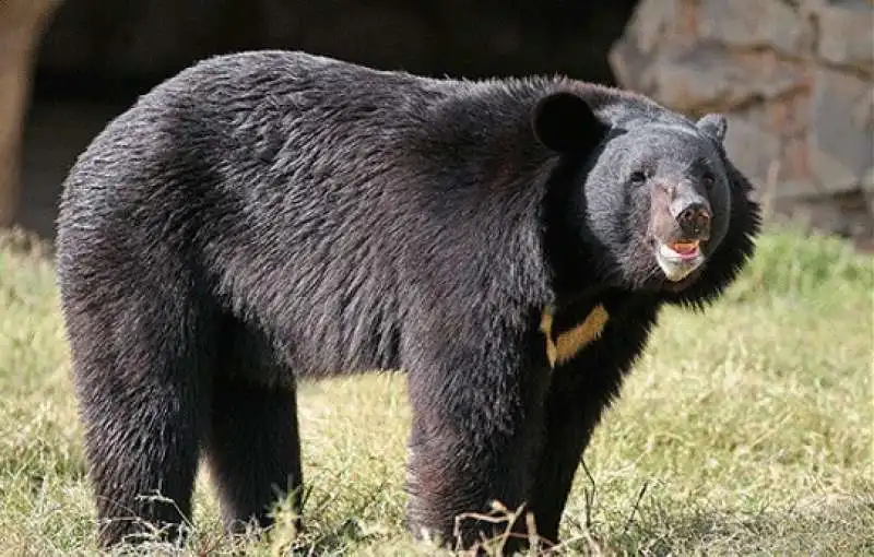 orso nero asiatico 2