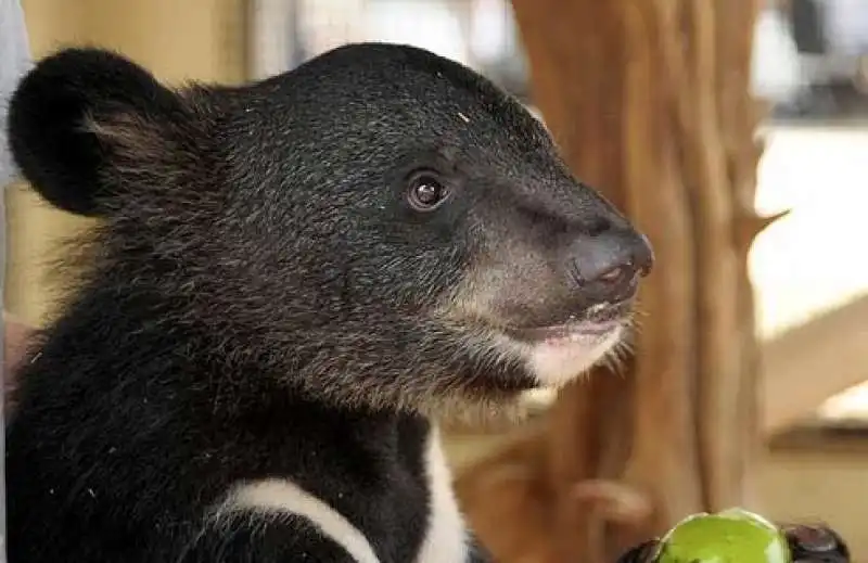 orso nero asiatico 4