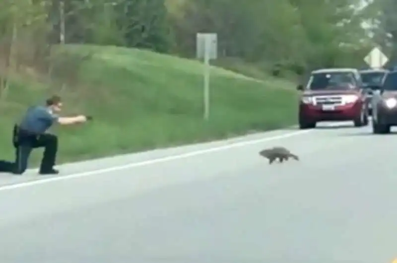 poliziotto uccide marmotta 1