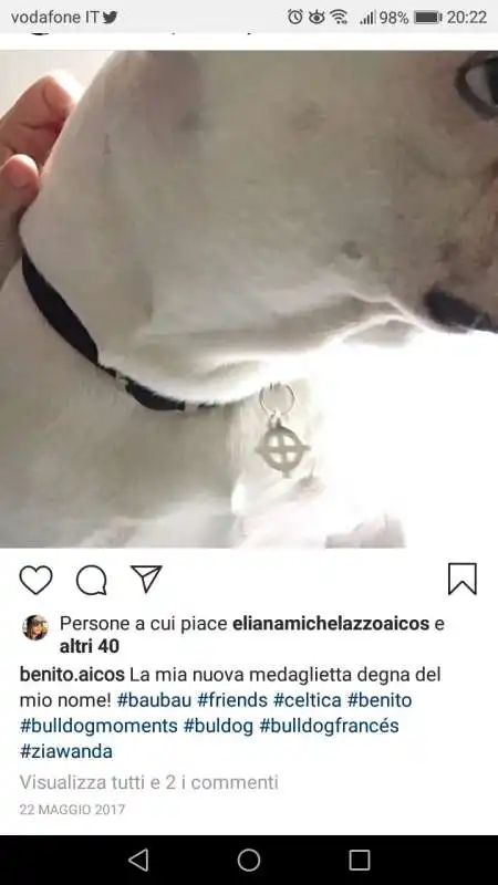 cane benito con croce celtica