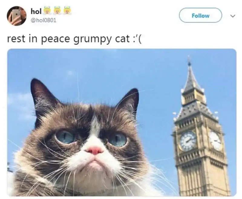 grumpy cat 11