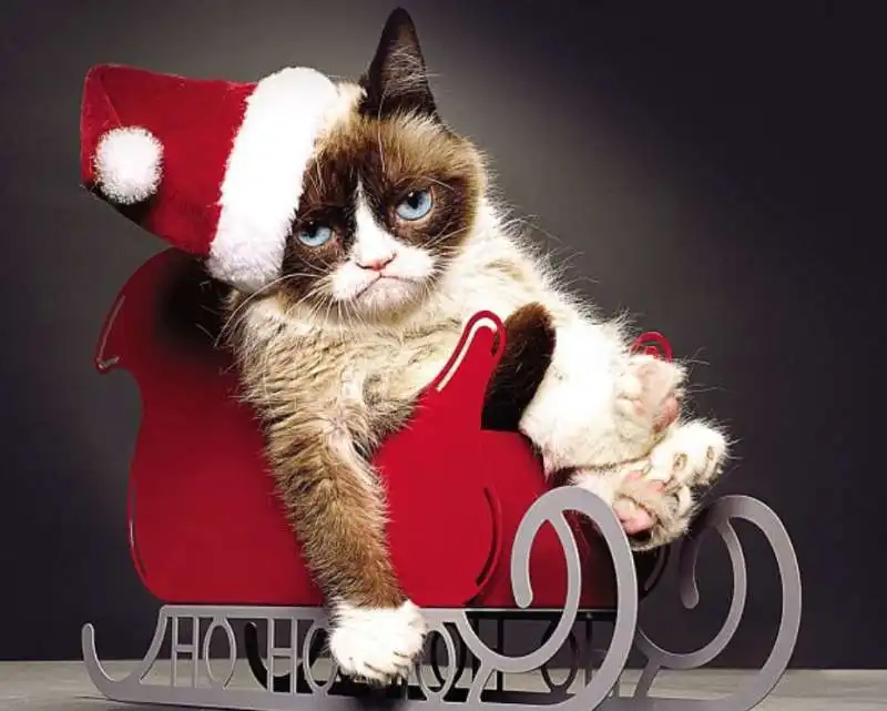 grumpy cat 12