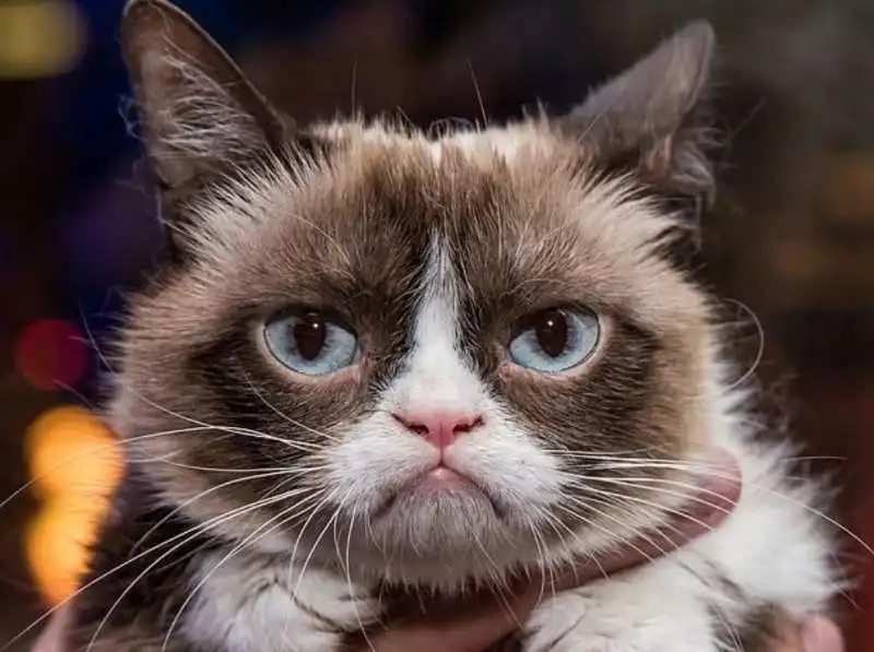 grumpy cat 5