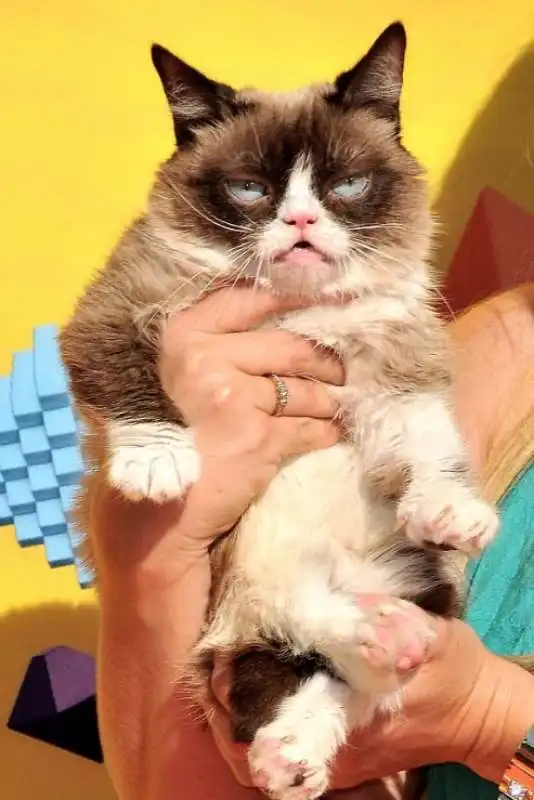 grumpy cat 7