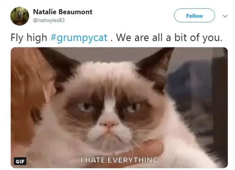 grumpy cat 9