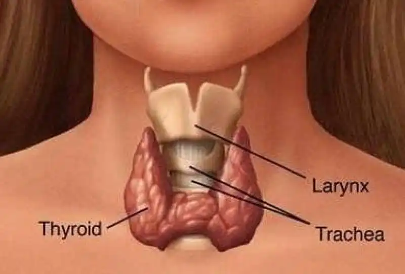 tiroide 11