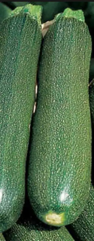 zucchine