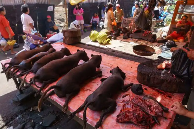 il mercato di tomohon, in indonesia  12