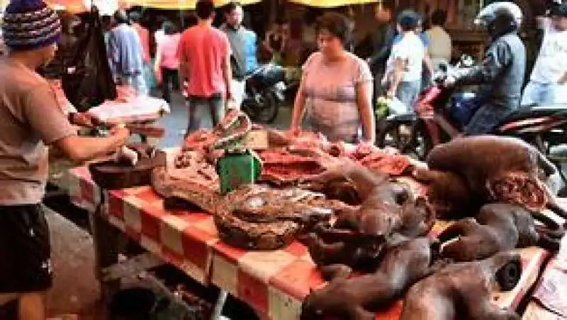 il mercato di tomohon, in indonesia  8