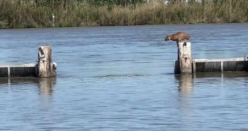 la prodezza della lince rossa 2