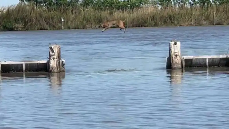 la prodezza della lince rossa 3