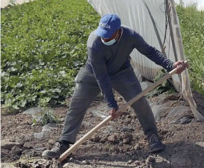 LAVORO NEI CAMPI