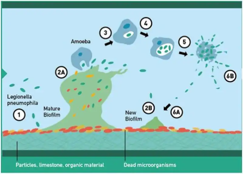 legionella 1