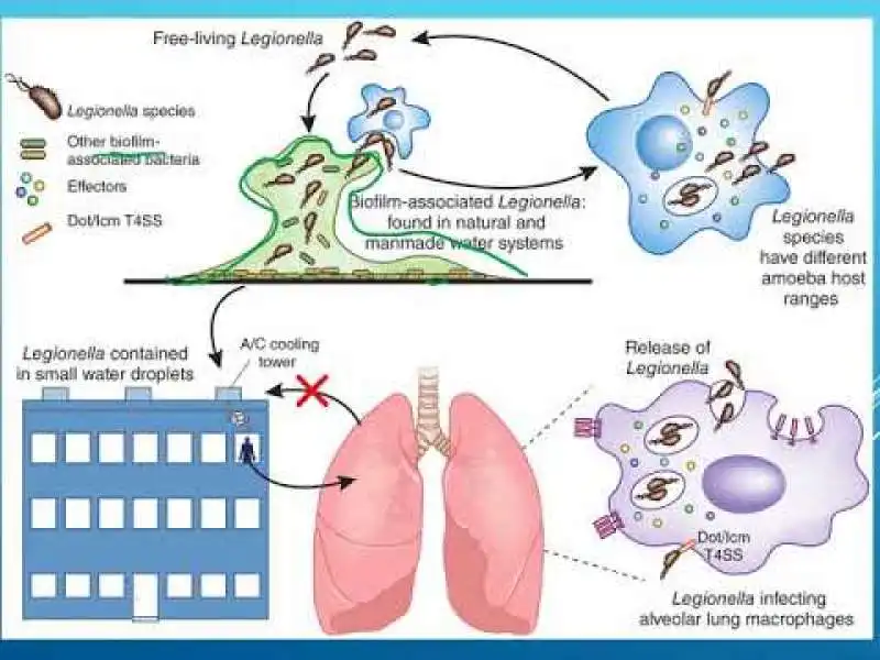 legionella 3