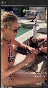 sharon stone fa la pedicure al cane