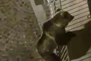 TRENTINO - UN ORSO SI ARRAMPICA SUL BALCONE