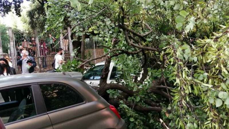 ALBERO CADUTO TIBURTINA 3