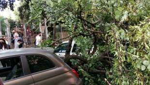 ALBERO CADUTO TIBURTINA 3