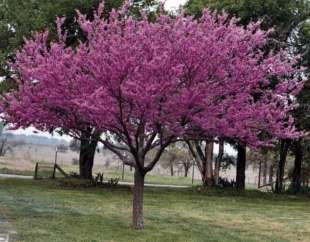 ALBERO DI GIUDA