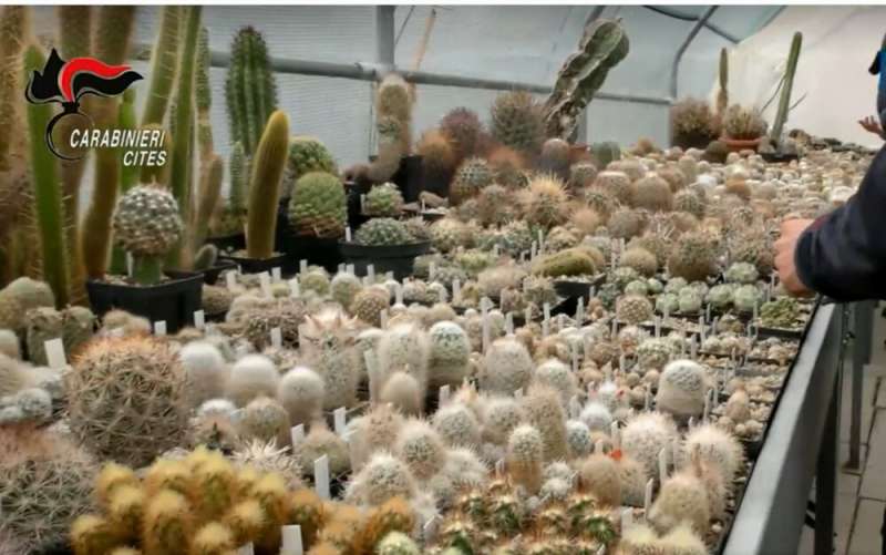 cactus sequestrati 6