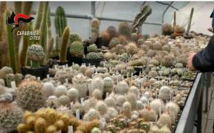 cactus sequestrati 6