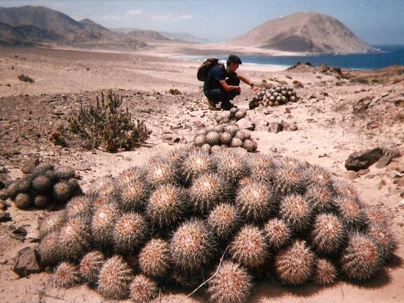 Copiapoa cinerascens 2