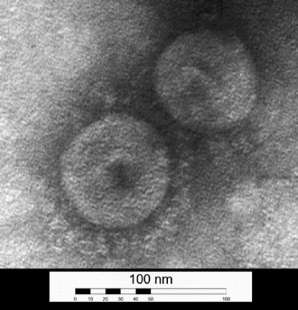 Coronavirus canino