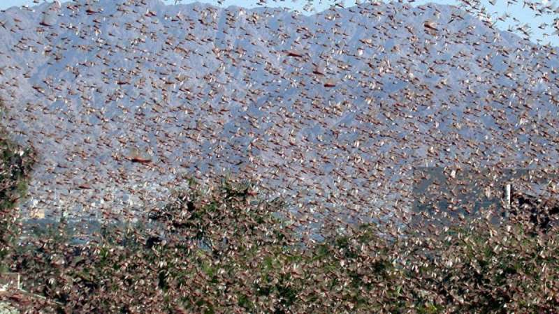 invasione cavallette sardegna 4