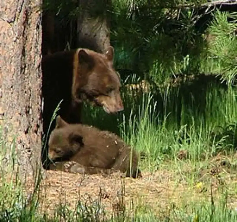 Orso con cucciolo