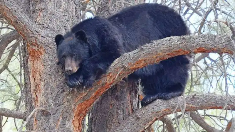 Orso nero