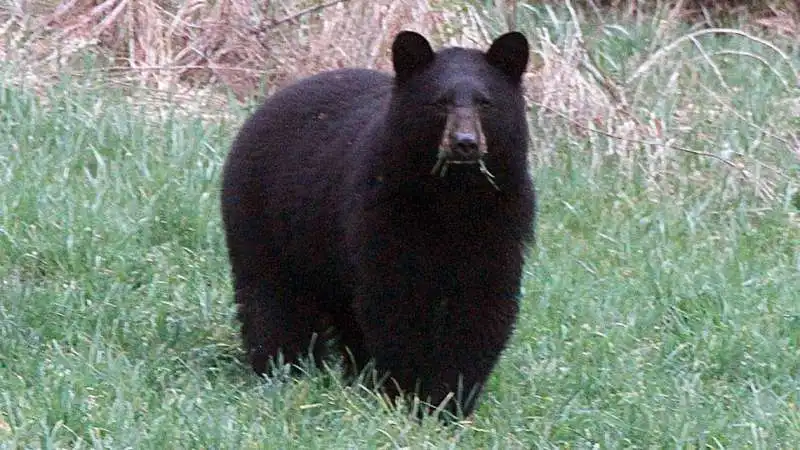 Orso nero