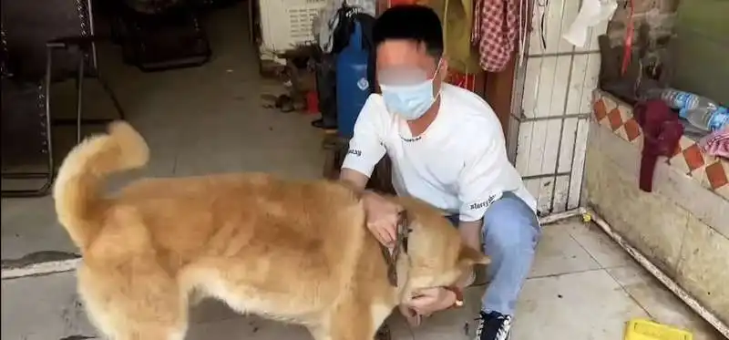 cane salvato dal macello in cina  1