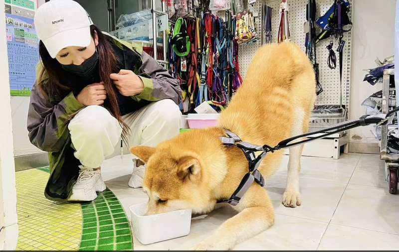 cane salvato dal macello in cina 11