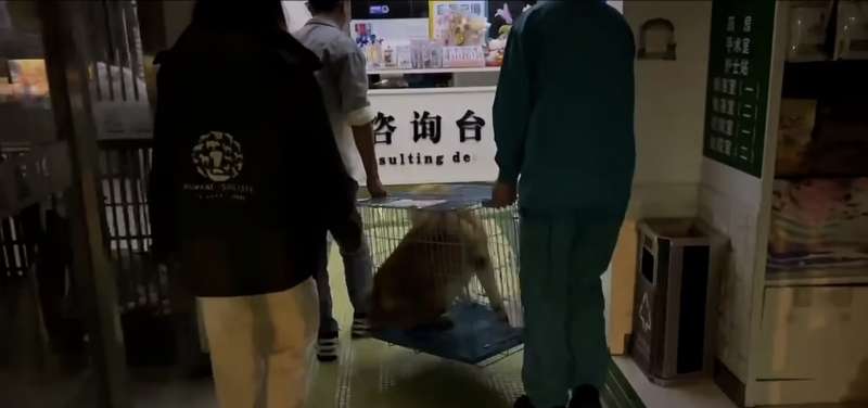 cane salvato dal macello in cina 15