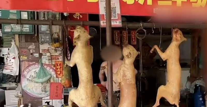 cane salvato dal macello in cina 2