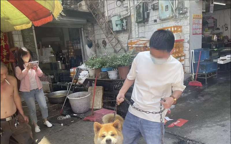 cane salvato dal macello in cina 8