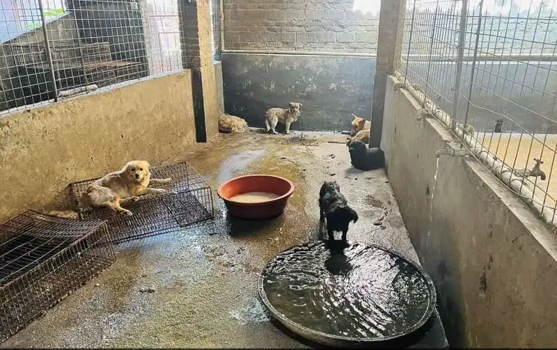 cane salvato dal macello in cina  9