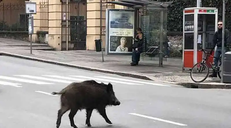 Cinghiale a piazza Verbano a Roma 4