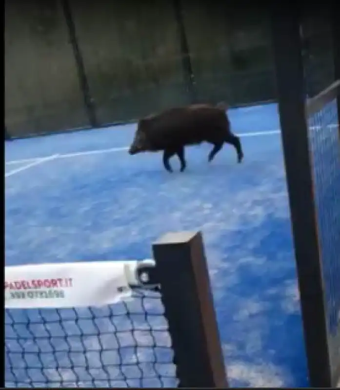 cinghiale su un campo di padel a roma