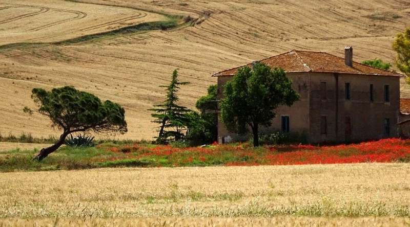 CRISI DEL GRANO