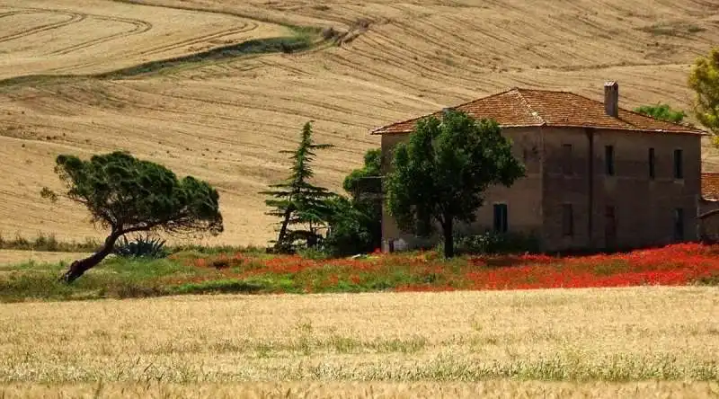 CRISI DEL GRANO