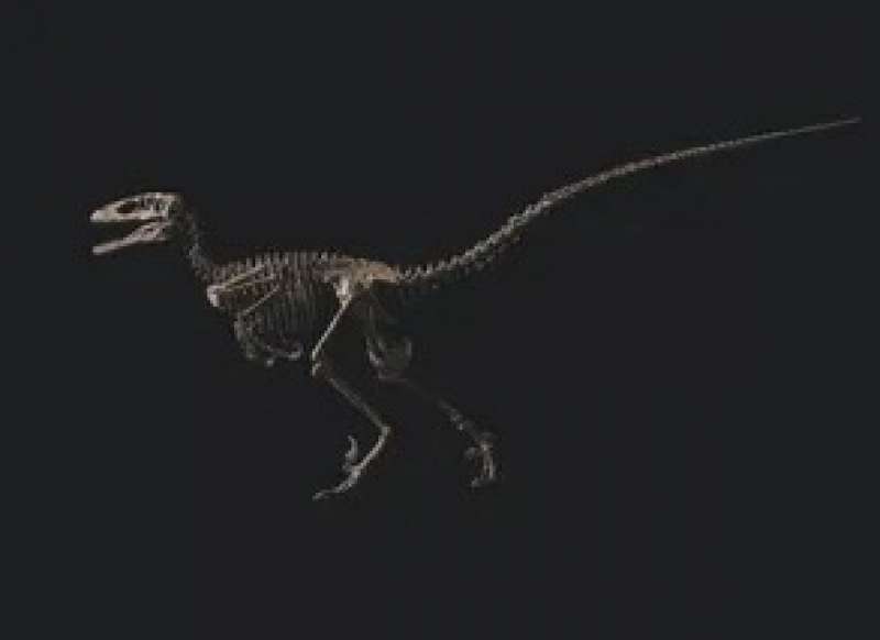 hector lo scheletro di velociraptor