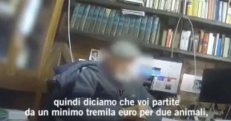 il video dell allevatore di tigri a latina 13