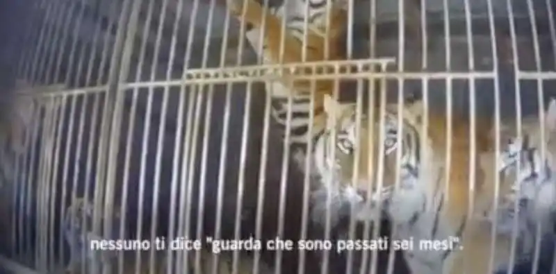 il video dell allevatore di tigri a latina 8