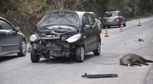 incidente stradale causato da cinghiale