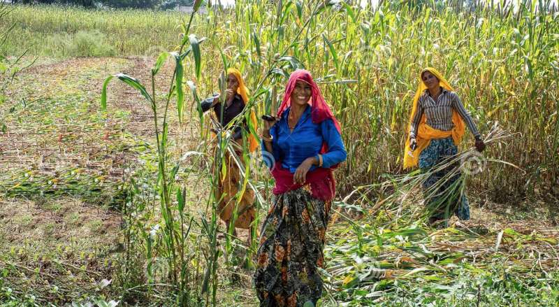 lavoratrici agricole senza utero in india 3