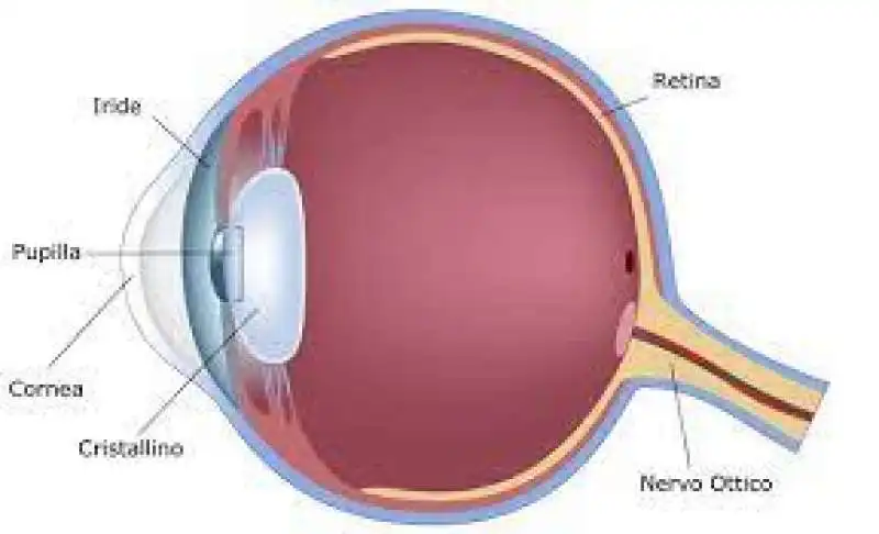 RETINA