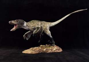 ricostruzione del velociraptor hector